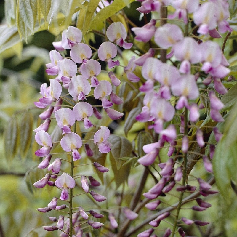 Wisteria Floribunda ‘Rosea’ Grafted Plant in a 3L Pot