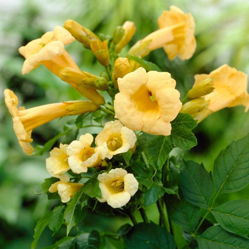 Yellow Trumpet Vine | Campsis radicans ‘Flava’