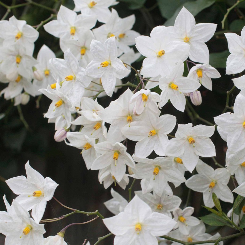 ‘Album’ White Potato Vine | Solanum laxum
