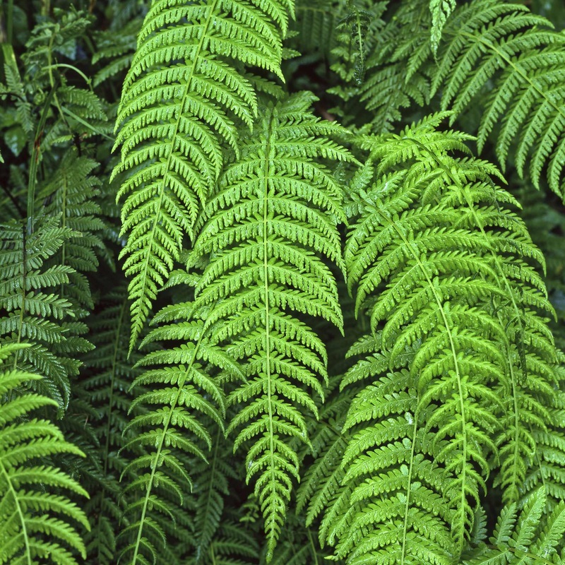 Alpine Wood Fern | Dryopteris Wallichiana ‘Jurassic Gold’