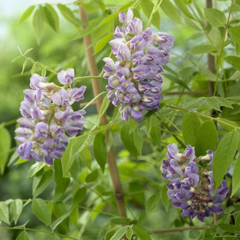 American Wisteria | Wisteria frutescens ‘Amethyst Falls’