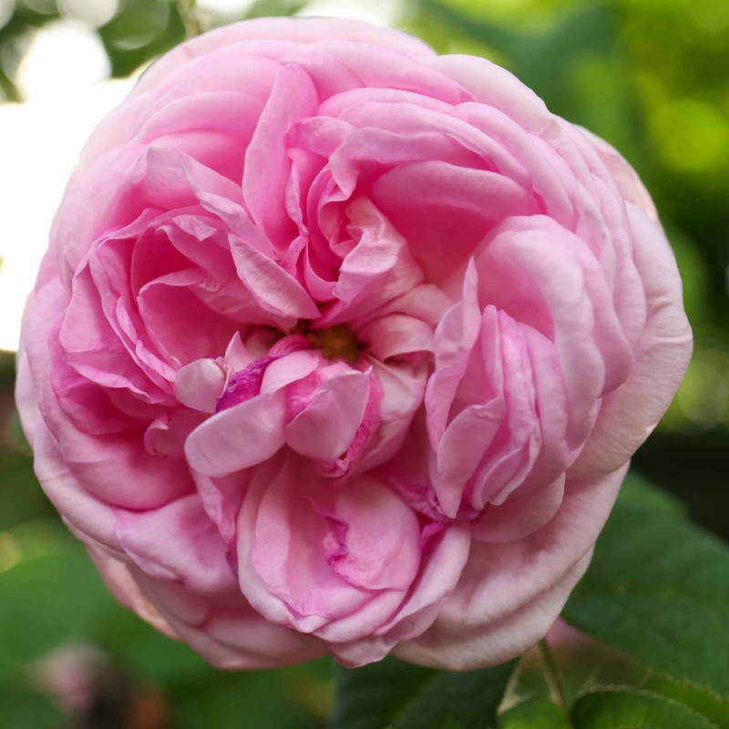 ‘Amorosa’ Hybrid Tea Rose | Bouquet Rose