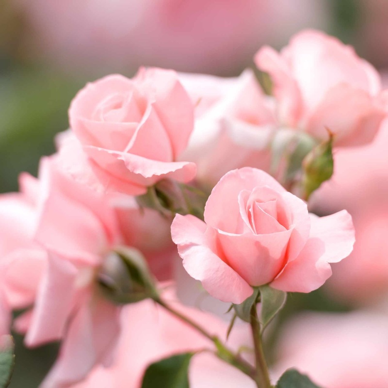 ‘Anna Ancher’ Nostalgia Shrub Rose