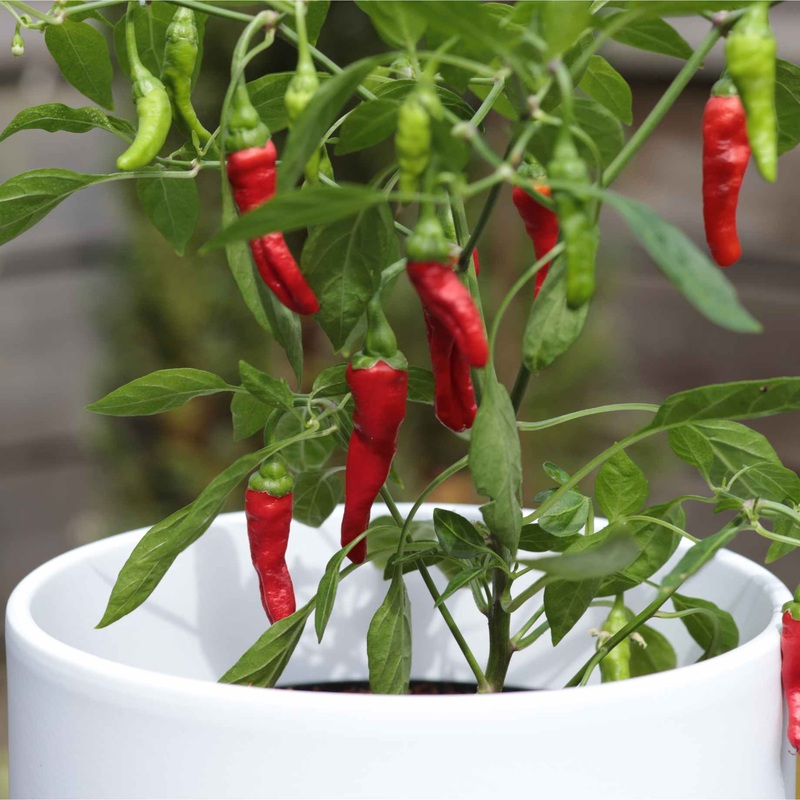 ‘Apache’ Chilli Pepper Plants