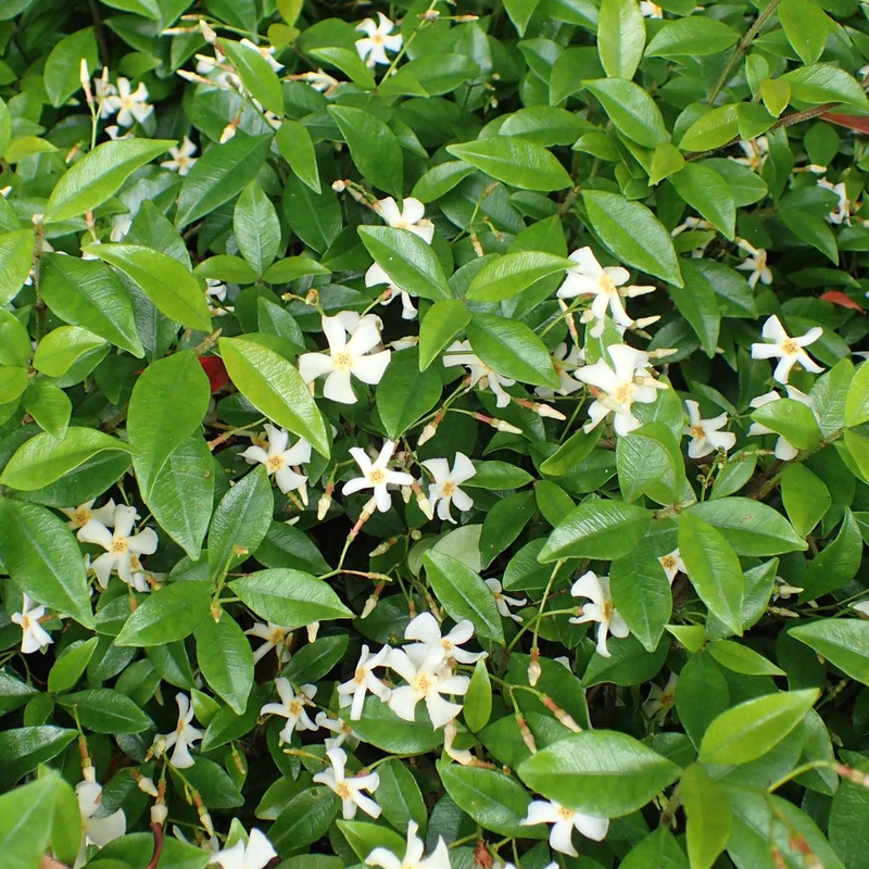 Asiatic Jasmine | Trachelospermum asiaticum ‘Bella’