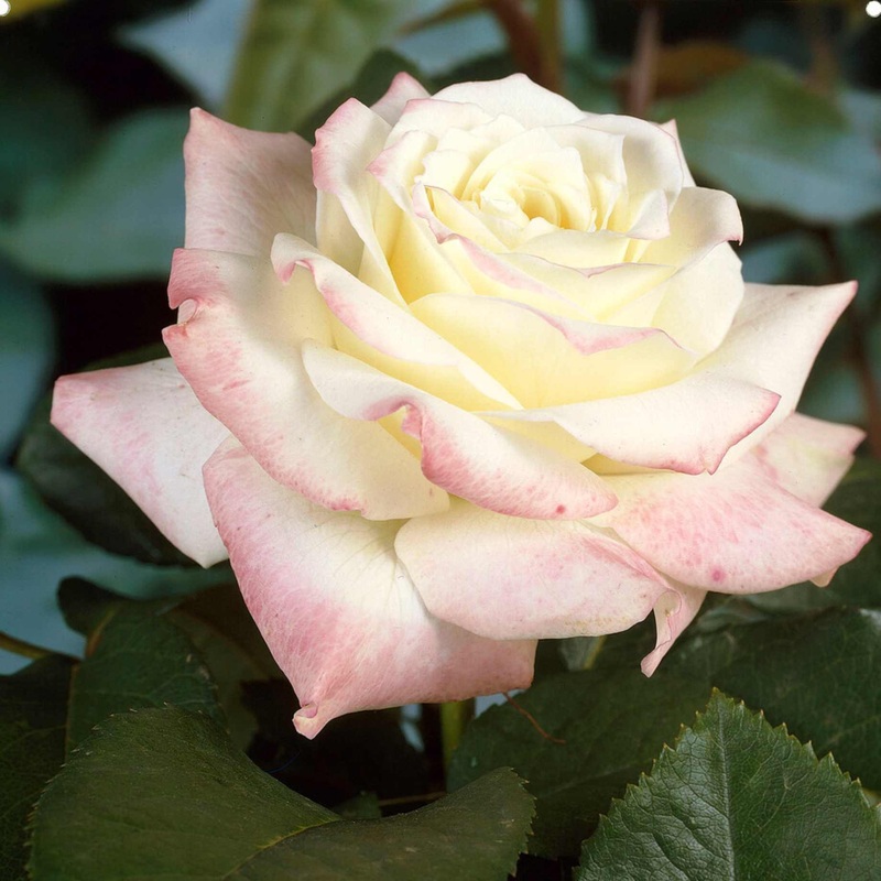 ‘Athena’ Hybrid Tea Rose | Bouquet Rose