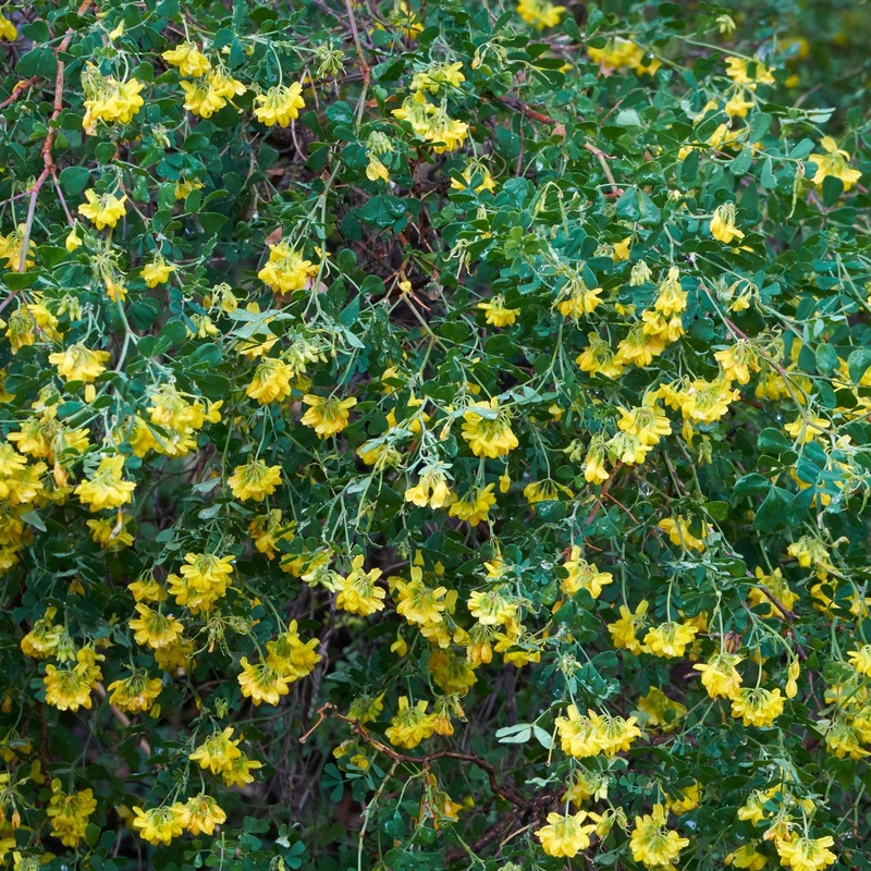 Bastard Senna | Coronilla glauca ‘Citrina’