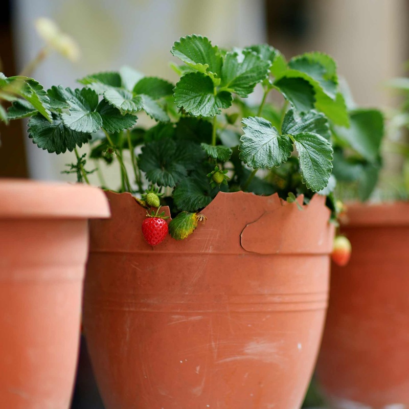 Best Strawberries for Pots | Grower’s Choice