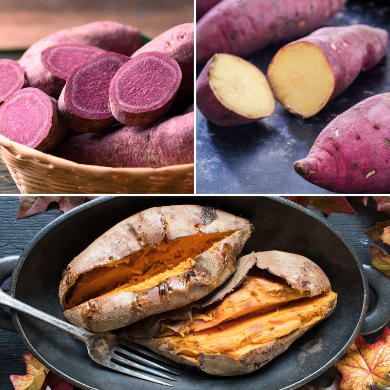 Best Sweet Potato Plants | Grower’s Choice