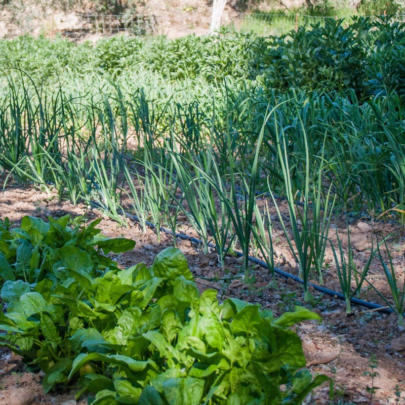 Best Vegetables for Shade | Grower’s Choice