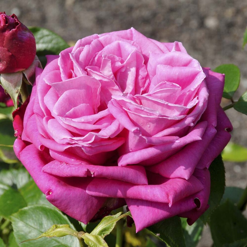 ‘Birthday Boy’ Hybrid Tea Rose