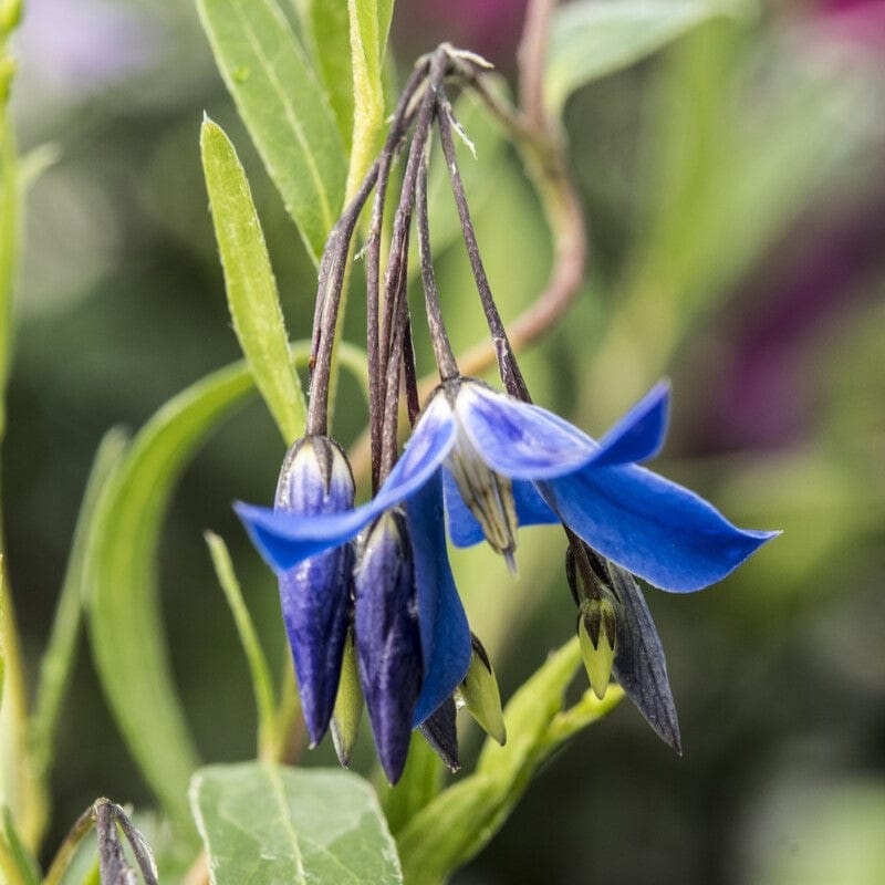 Bluebell Creeper | Sollya heterophylla ‘Ultra Blue’