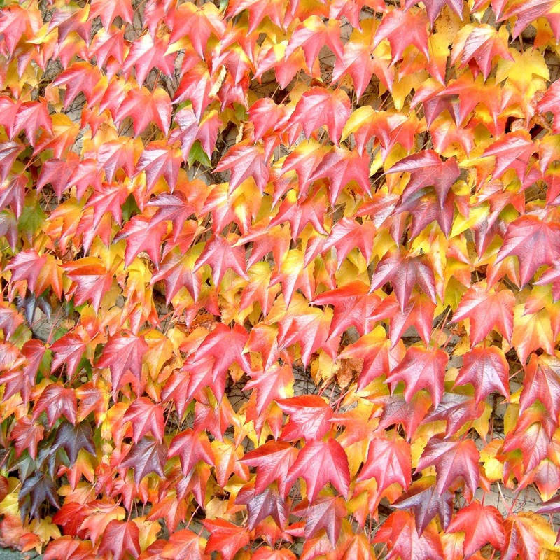 Boston Ivy | Parthenocissus tricuspidata ‘Green Spring’