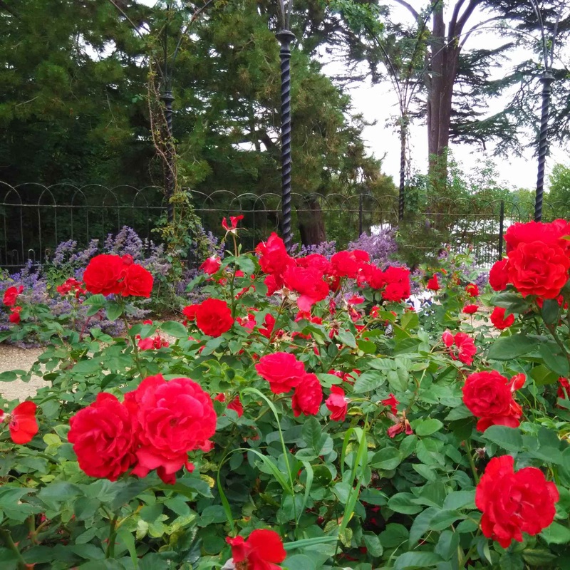 ‘Charming Cover’ Groundcover Rose