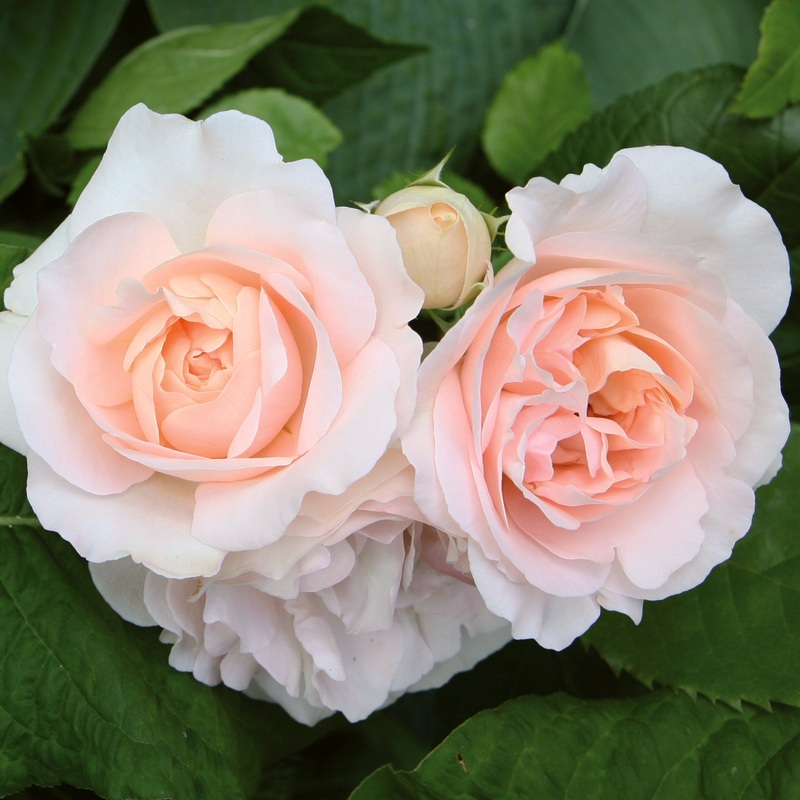 ‘Clair Renaissance’ Shrub Rose