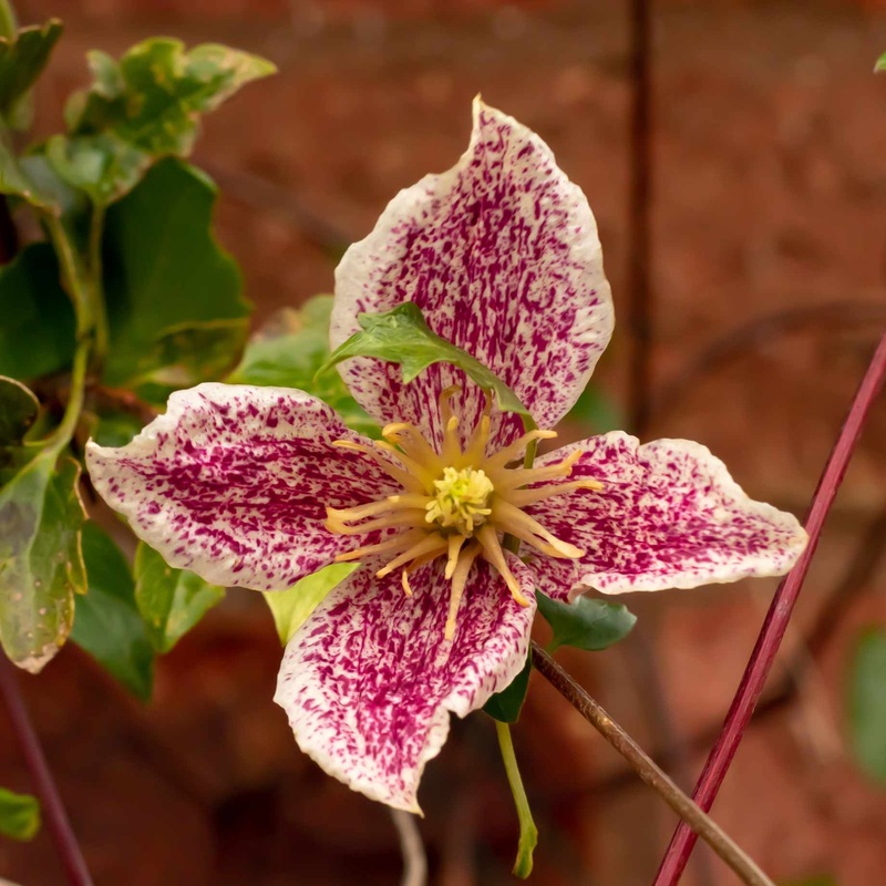 Clematis cirrhosa ‘Freckles’