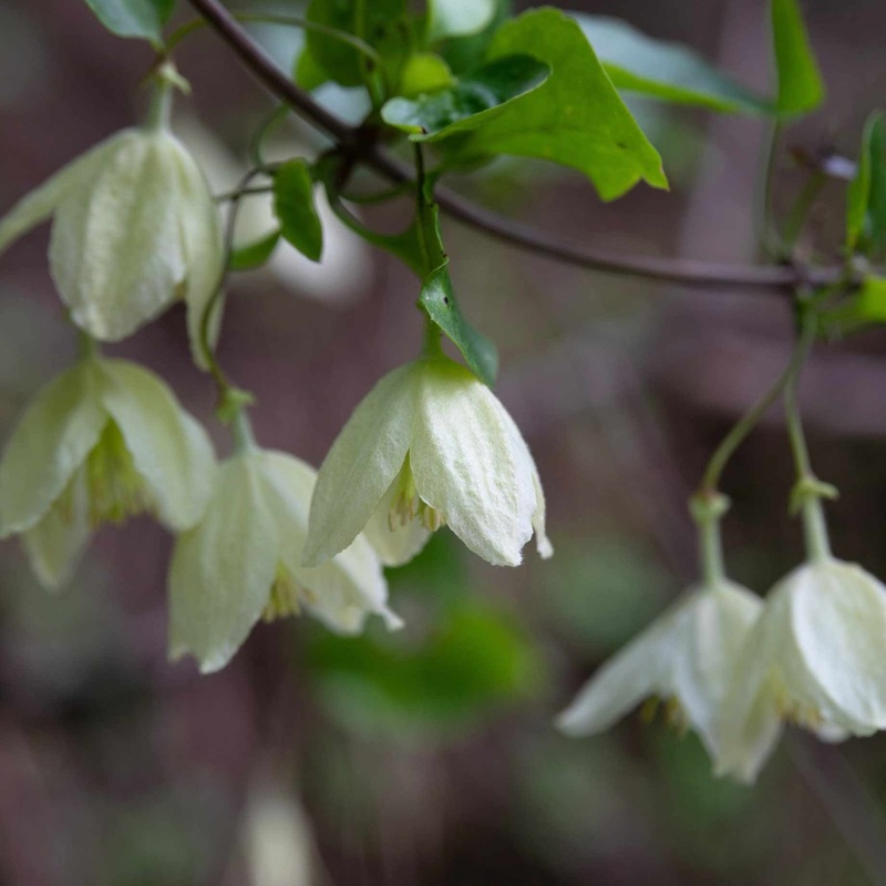 Clematis cirrhosa ‘Jingle Bells’