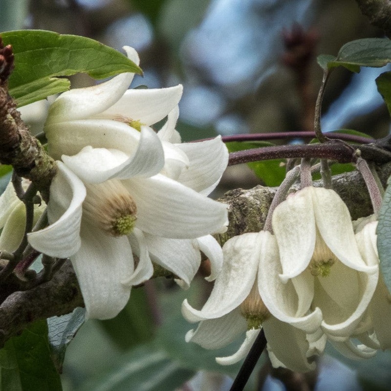 Clematis clarkeana ‘Winter Beauty’
