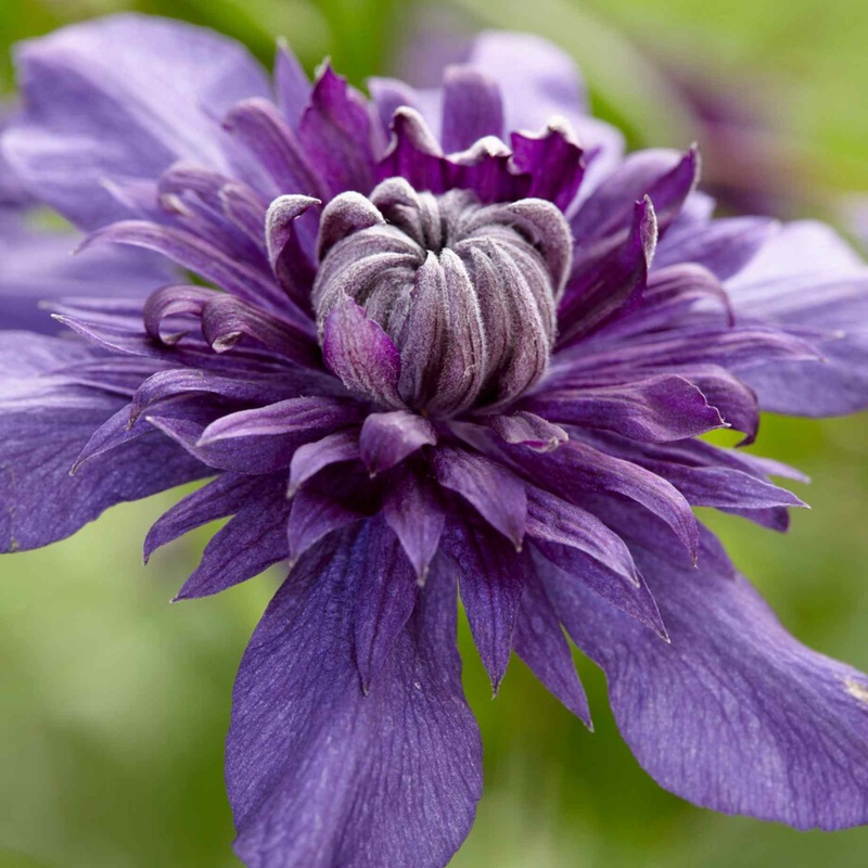 Clematis florida ‘Kokonoe’