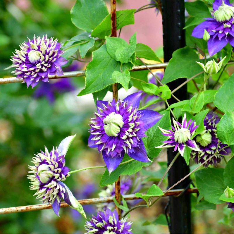 Clematis florida ‘Taiga’