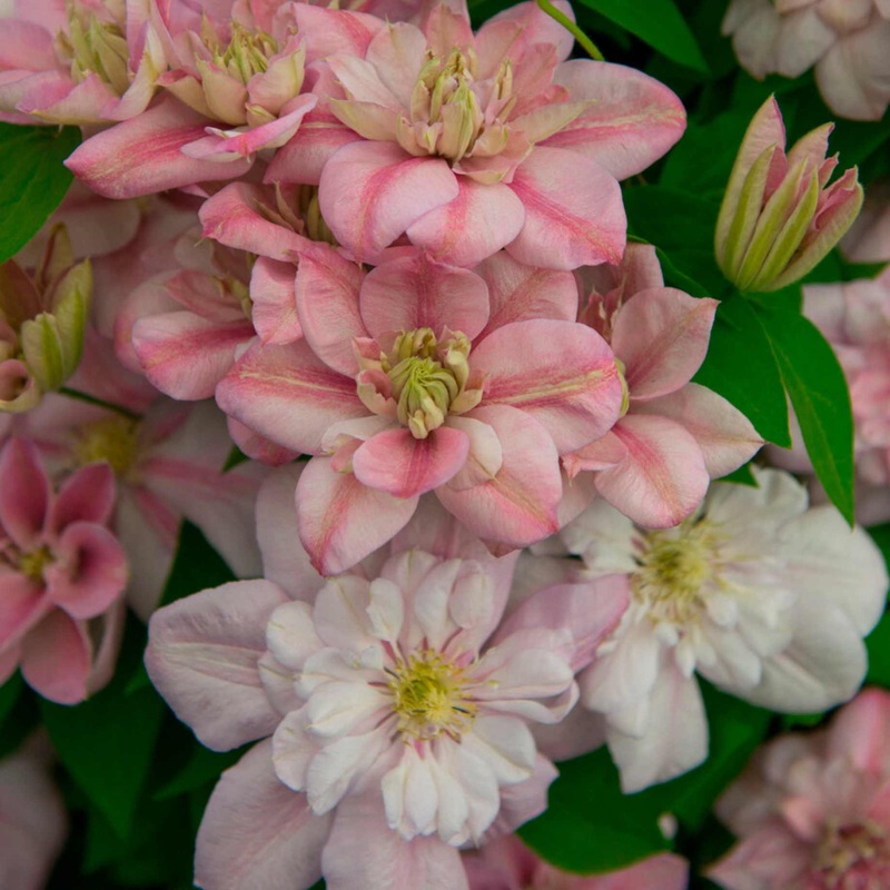 Clematis ‘Innocent Glance’