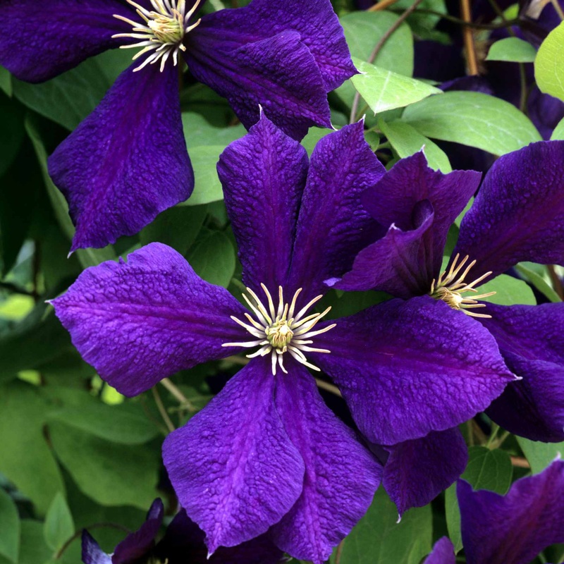 Clematis ‘Romantika’