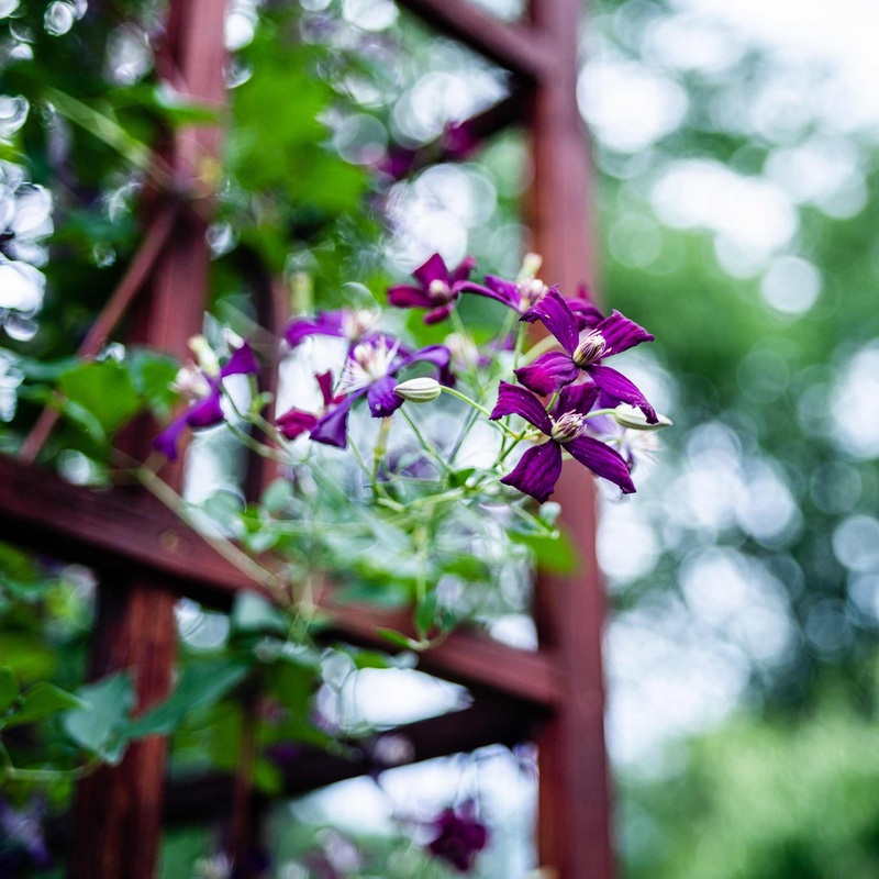 Clematis ‘Sweet Summer Love’