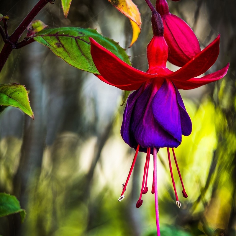 Climbing Fuchsia ‘Lady Boothby’