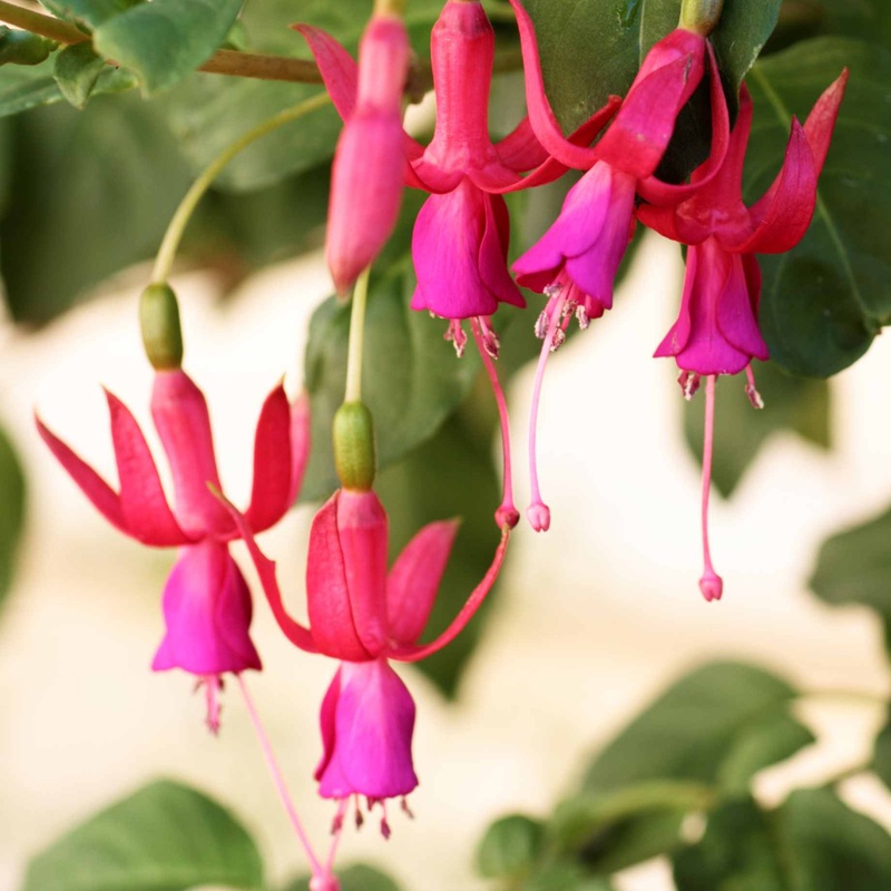 Climbing Fuchsia ‘Pink Fizz’