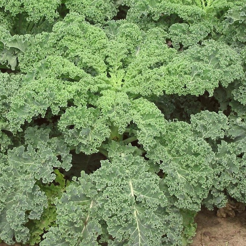 Curly Kale Plants