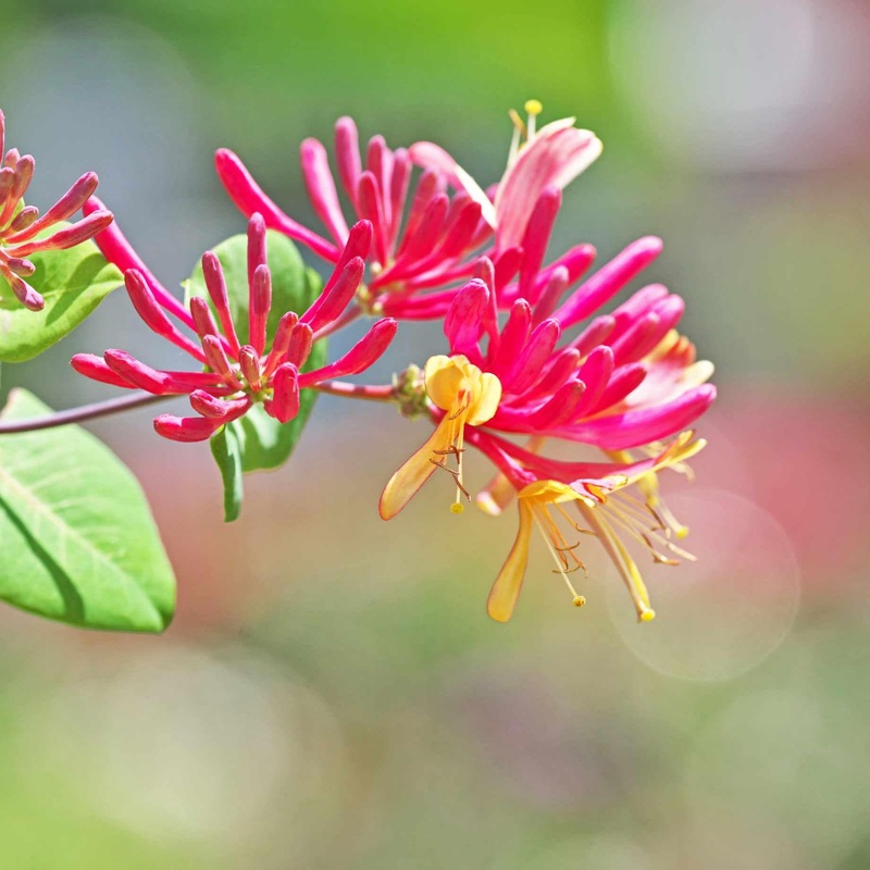 ‘Dart’s World’ Japanese Honeysuckle | Lonicera japonica