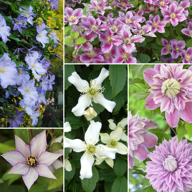 Designer Clematis Collection