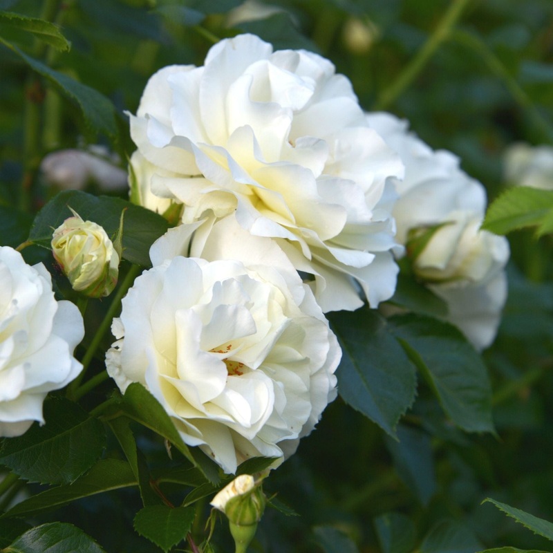 ‘Diamond Jubilee’ Hybrid Tea Rose