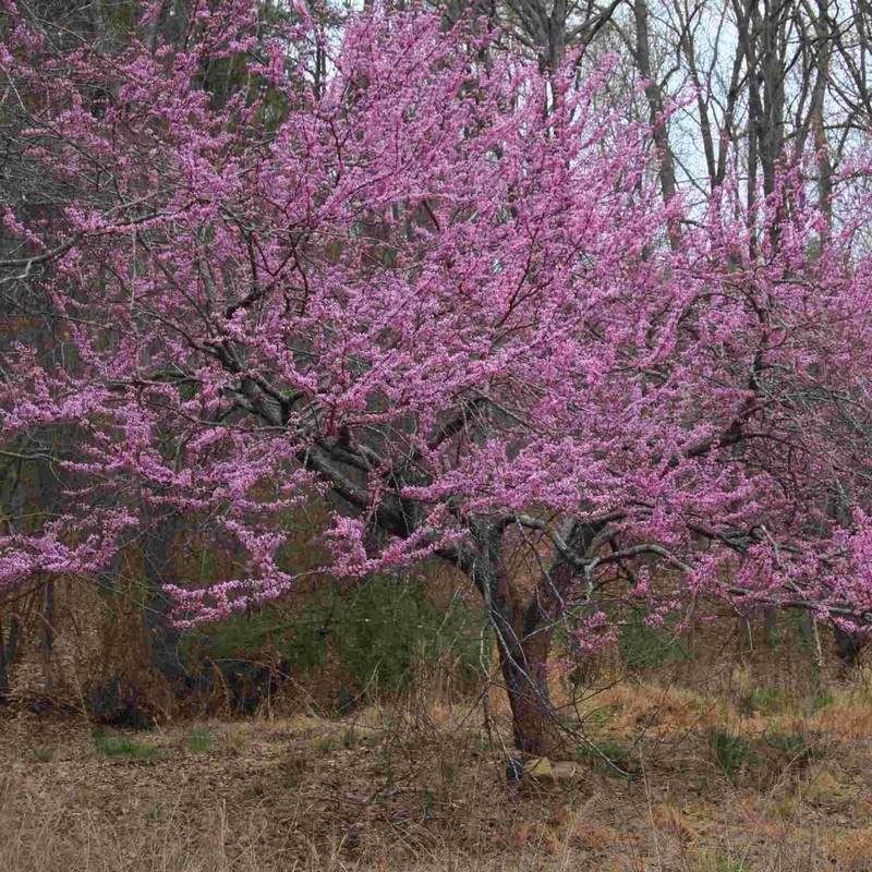Eastern Redbud Tree | Cercis canadensis