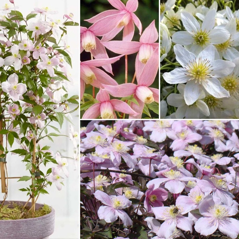 Easy Clematis Collection | No Pruning Needed