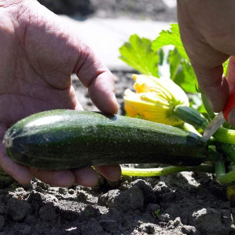 ‘El Greco’ Courgette Plants