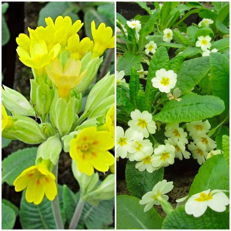 English Primroses Collection