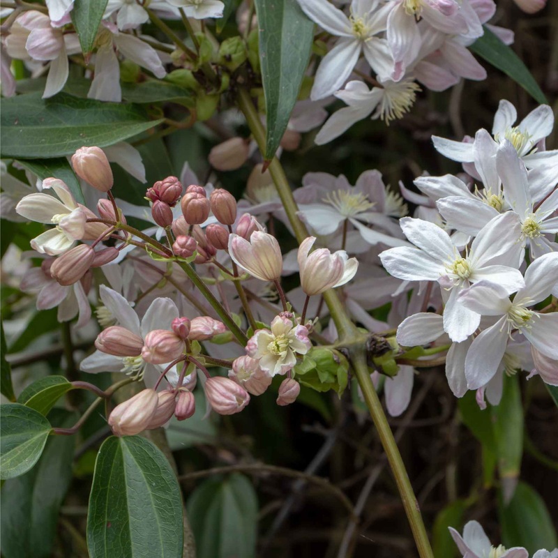 Evergreen Clematis | Clematis armandii ‘Hendersonii Rubra’