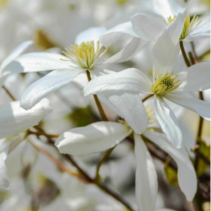 Evergreen Clematis | Clematis armandii ‘Snowdrift’