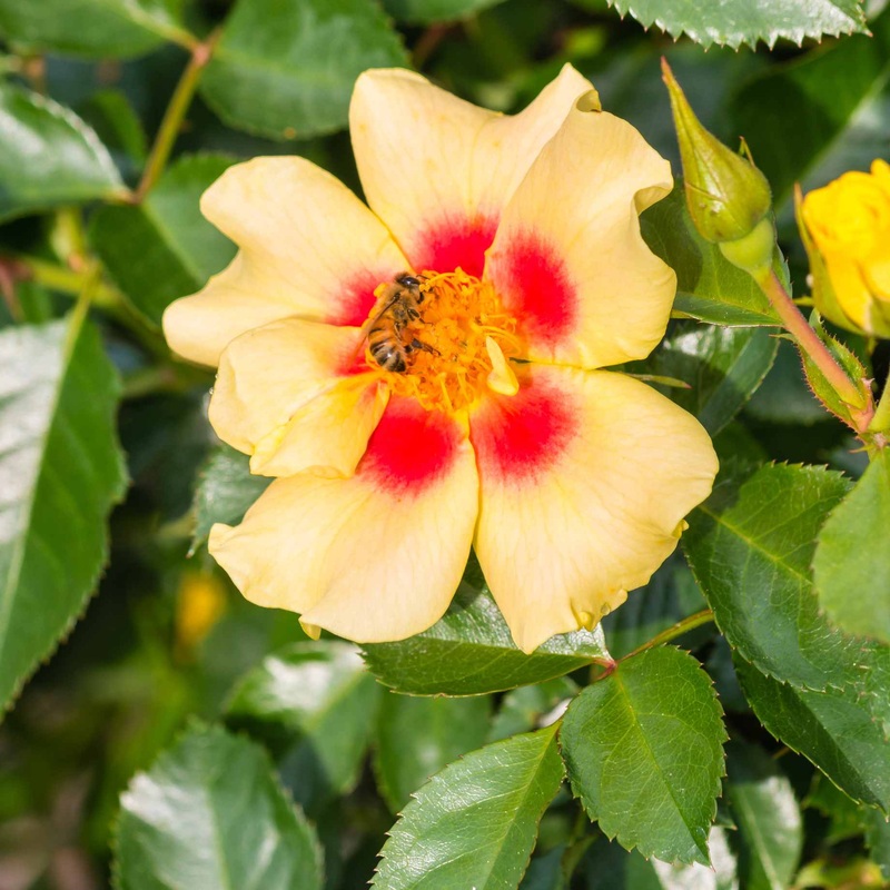 ‘Eye of the Tiger’ Bee Friendly Floribunda Rose
