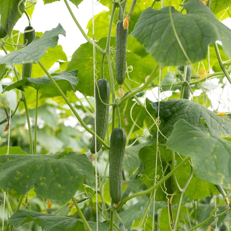 ‘F1 Femspot’ Cucumber Plants