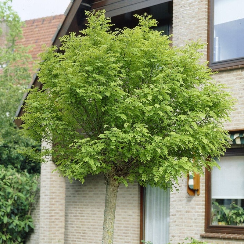 False Acacia Tree | Robinia pseudoacacia ‘Rozynskiana’