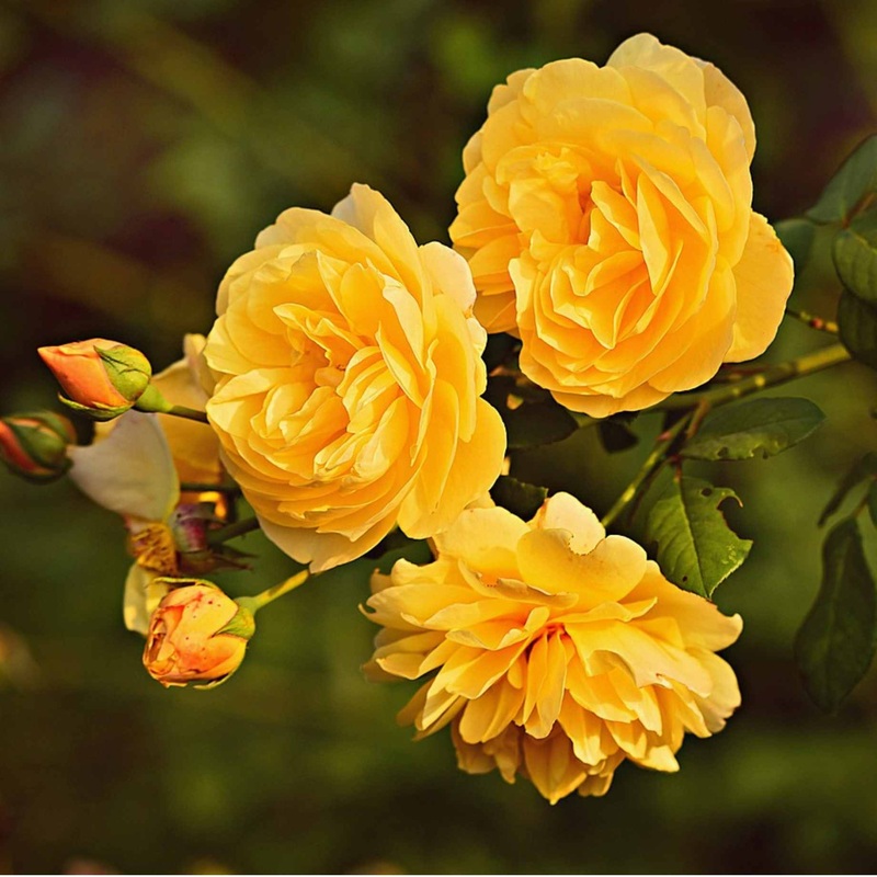 ‘Flaming Cover’ Ground Cover Rose