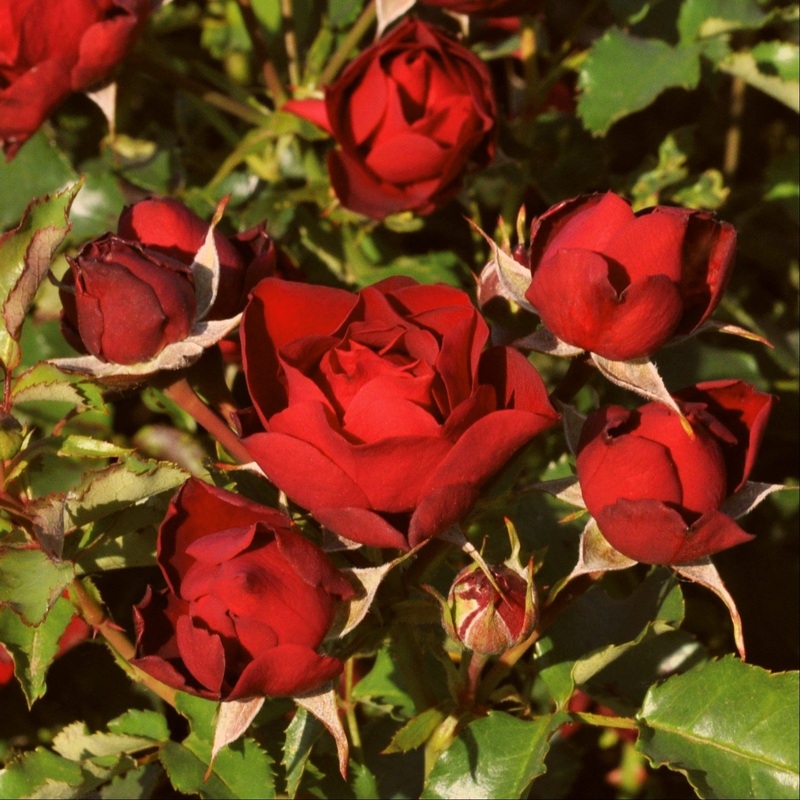 ‘Forever In Our Hearts’ Shrub Rose