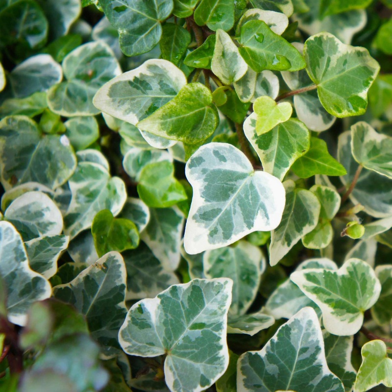 ‘Glacier’ Ivy | Hedera helix
