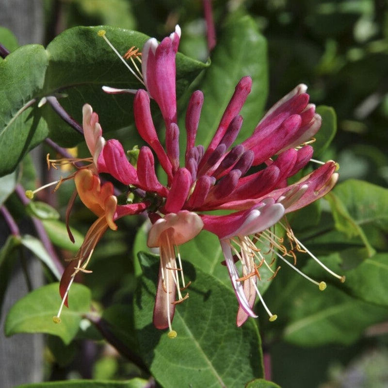 ‘Gold Flame’ Honeysuckle | Lonicera heckrottii