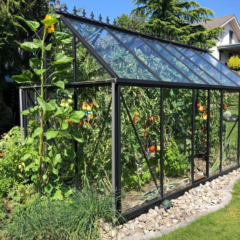 Greenhouse Growers Vegetable Collection