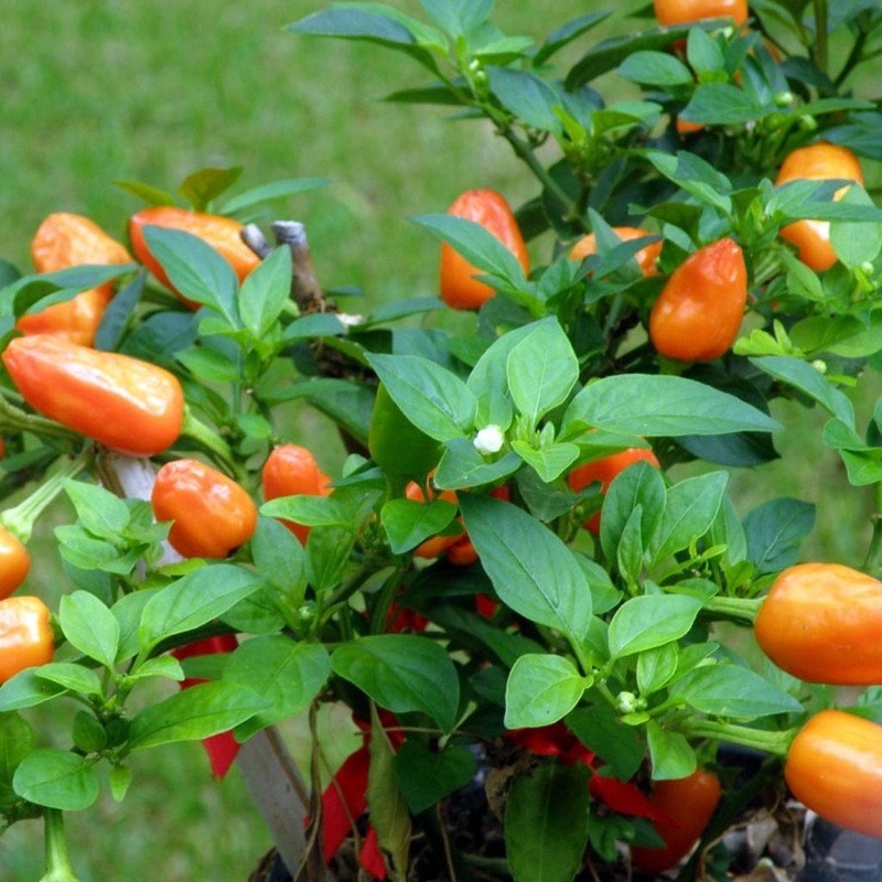 ‘Habanero Paper Lantern’ Chilli Pepper Plants