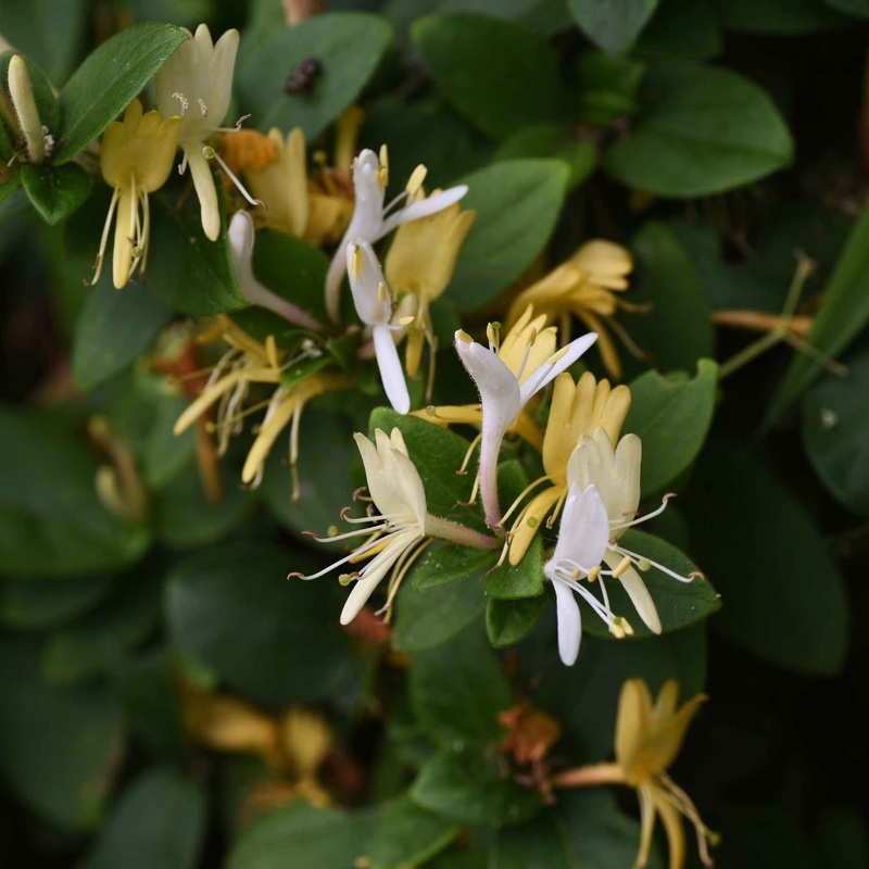 ‘Heaven Scent’ Honeysuckle | Lonicera periclymenum