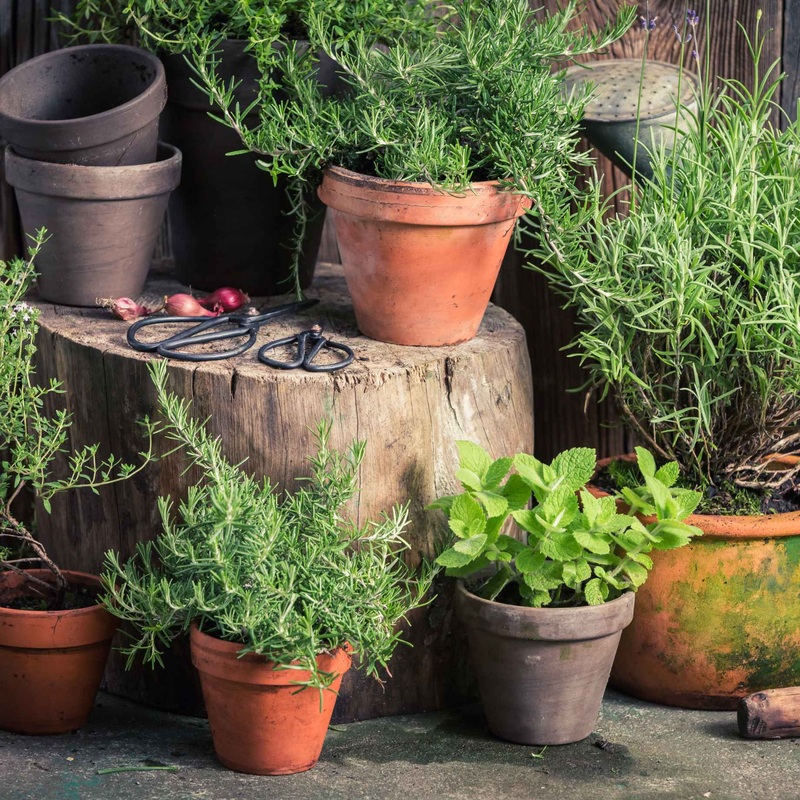 Herb Garden in a Box